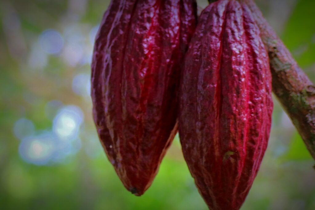 cacao pod, cacao fruit, cacao